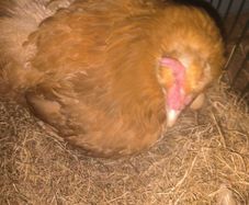 hen with chicks