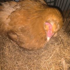 hen with chicks