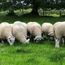 Belclare rams for sale Image 2