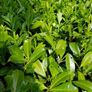 Laurel Hedging Plants, in Pots Image 2