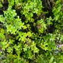Herbs, Fruit Bushes, Tomato Plants Image 3