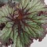 Begonia Image 2