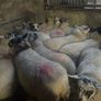 Brockie ewe lambs Image 8