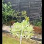 Japonica Fatsia Variegated Image 4
