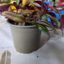 tradescantia Image 2