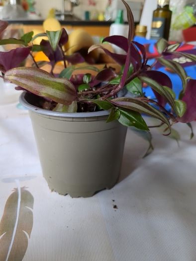 tradescantia