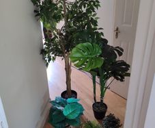 False plants