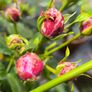 garden plants Image 9