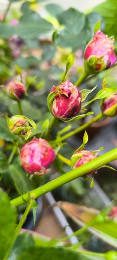 garden plants