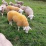 PBR texel ram lambs Image 8