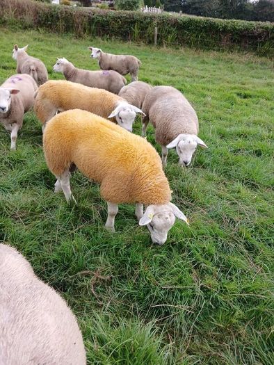 PBR texel ram lambs