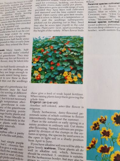 vintage new book flowers for everywhere 1974