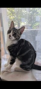 kitten