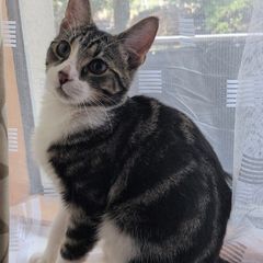 kitten