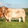 Roscommon mart SPRINGER sale Image 4