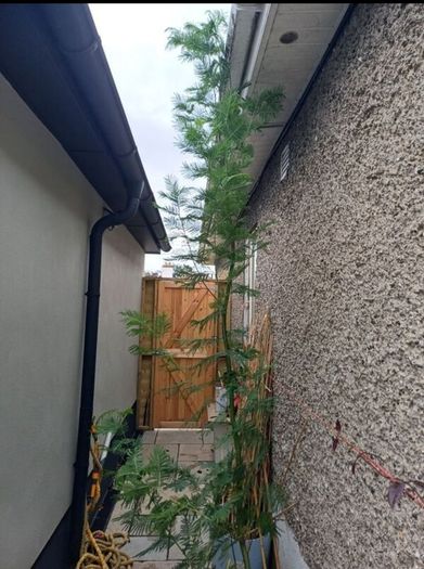 Large Garden Plant bundle 28+ plants