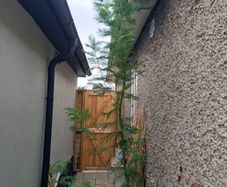 Acacia dealbata tree (mimosa tree)