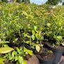 Blueberry bushes 5l pot Image 3