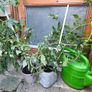Tomato plants Image 2