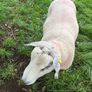 Belclare Ram Image 3