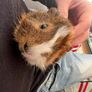 guinea pig Image 3
