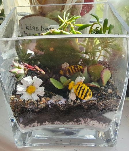 indoor plant