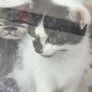 kittens Image 4