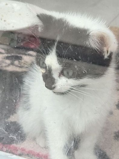 kittens