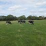 8 Pedigree registered Incalf Heifers Image 6