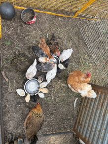 chicks