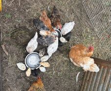 chicks