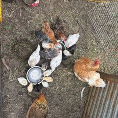 chicks