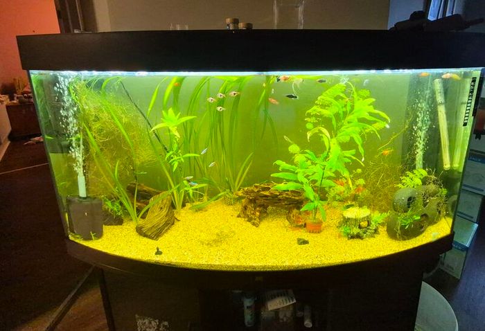 fish tank 290l