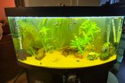 fish tank 290l