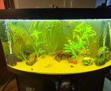 fish tank 290l