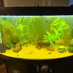 fish tank 290l