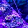 Mind Trick Zoa Image 5