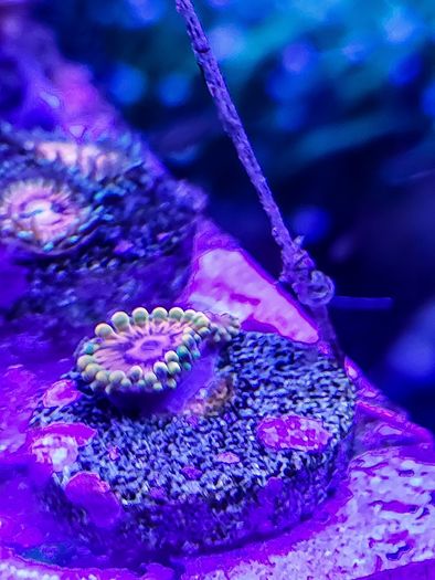 Mind Trick Zoa