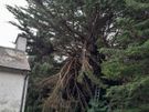 tree surgeon Image 4