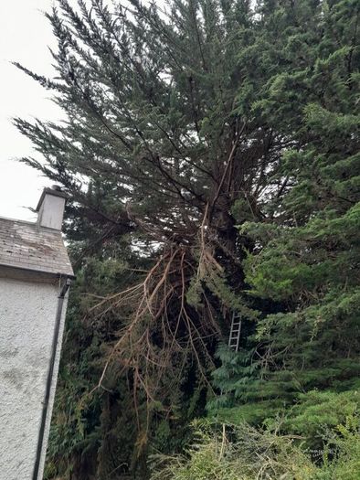 tree surgeon