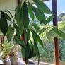 avocado plants Image 5