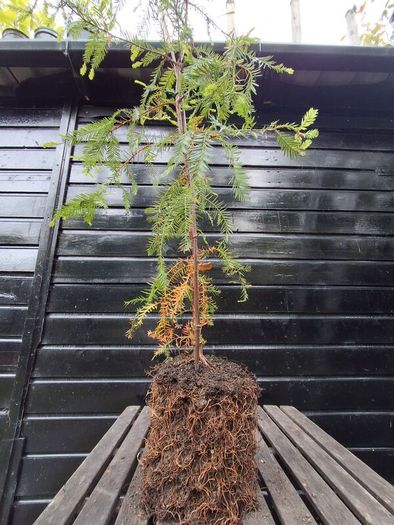Japanese red cedar tree
