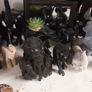 Elephant collection Image 5