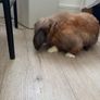 rabbit Image 4
