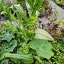 Flowering Shrubs, Evergreen Plants Image 7