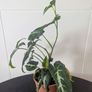Syngonium Wendlandii Plant Image 4