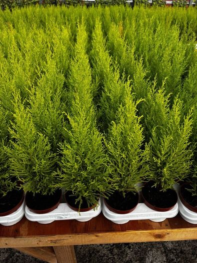 Small Trees