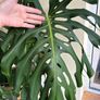 Large Healthy Monstera Deliciosa (Swiss Cheese Plant) in Ceramic Pot Image 5