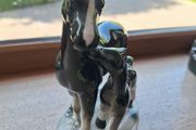 Horse &amp; foal orament