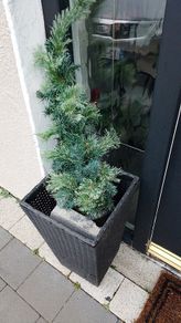 outdoor mini fake light up trees